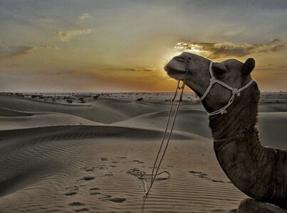 Desert rajasthan india photo