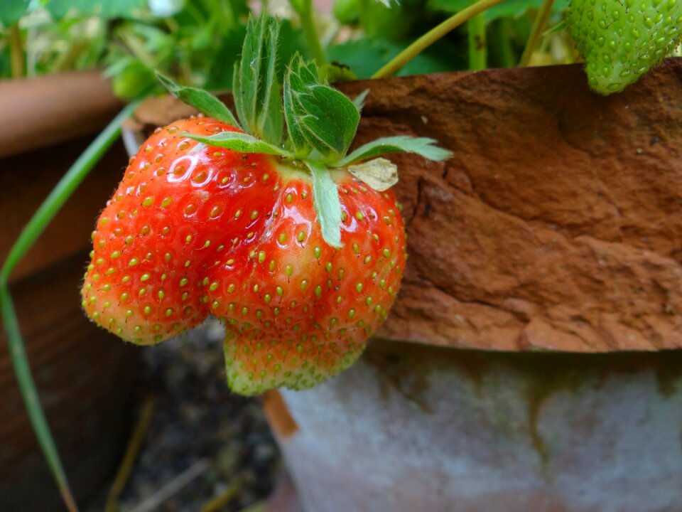 Fresh dessert