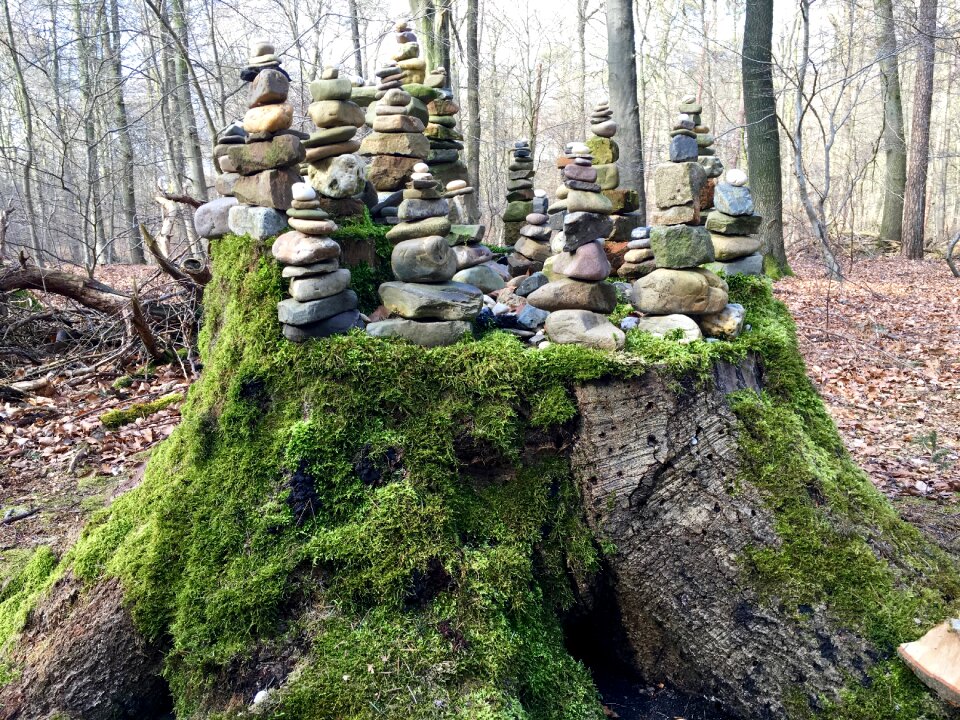 Moss sawed off nature