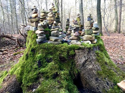Moss sawed off nature