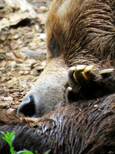 Bear sleeping brown bear