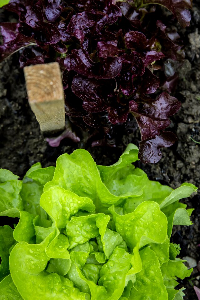 Self catering cultivation breeding