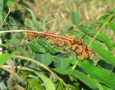 Caterpillars moneymore ontario