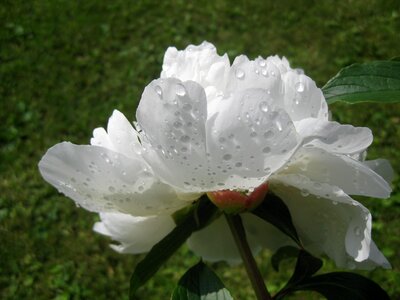 Blooming in the rain garden photo