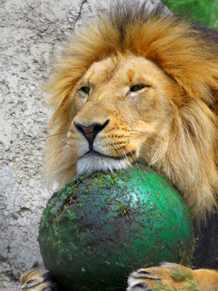 Lion with ball lion playing