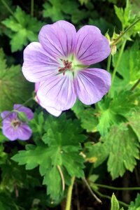 Old maid's nightcap wood geranium wild geranium