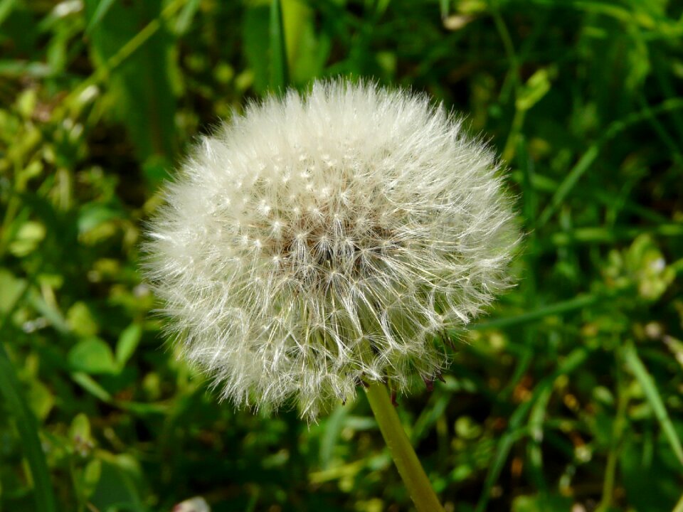 Dandelion meadow close up