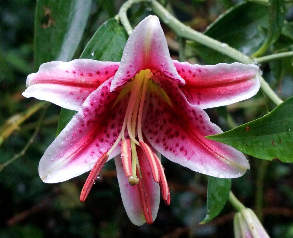 Flower blossom bloom