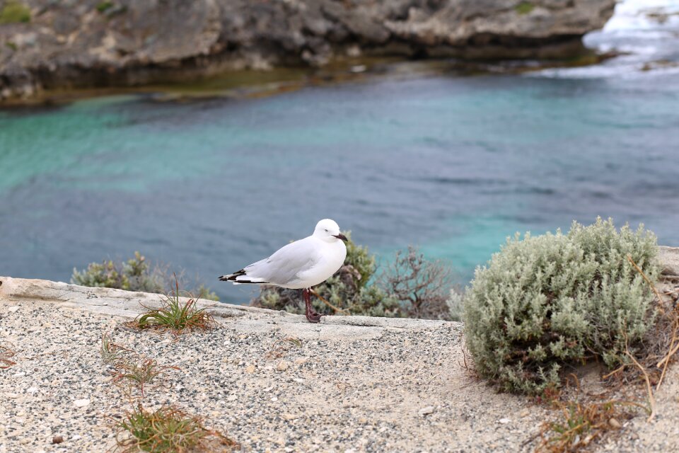 Sea coast fauna