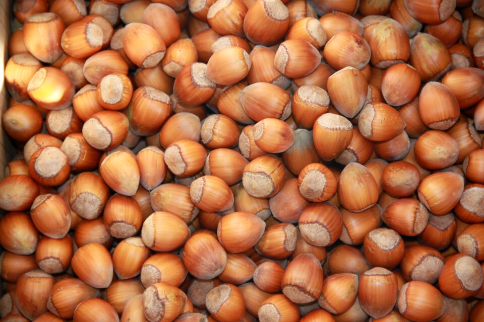 Nuts autumn shells