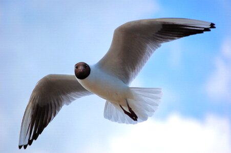 Gull flying nature