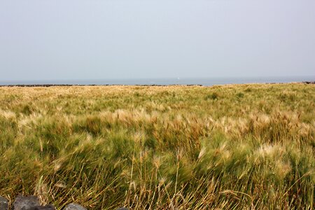 Jeju island reed field