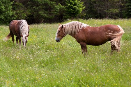 Meadow graze coupling photo