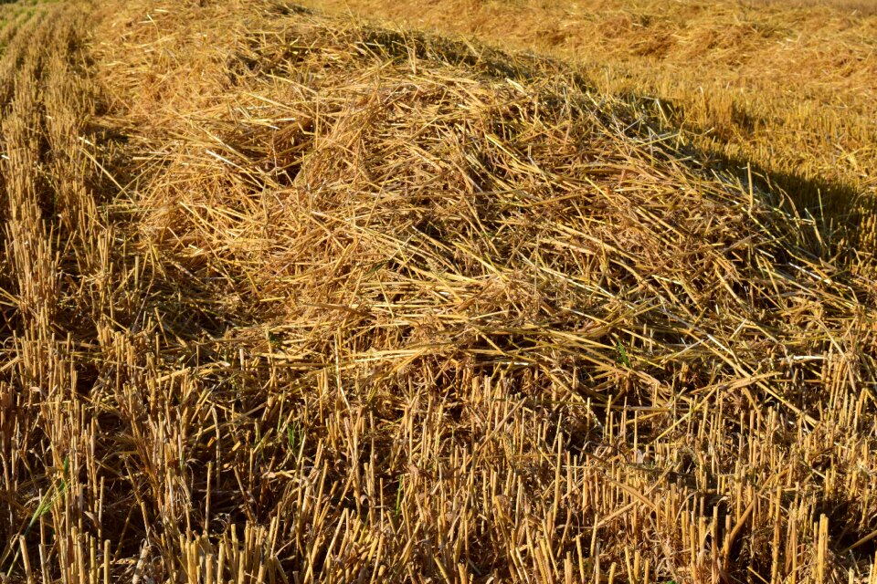 Field agriculture background