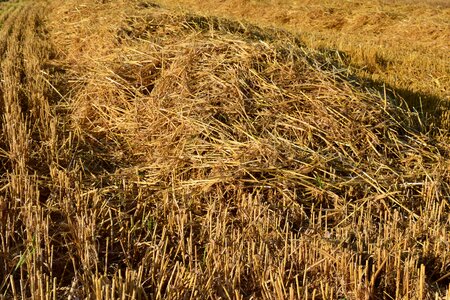Field agriculture background