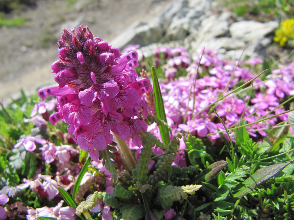 Pink flower nature plant
