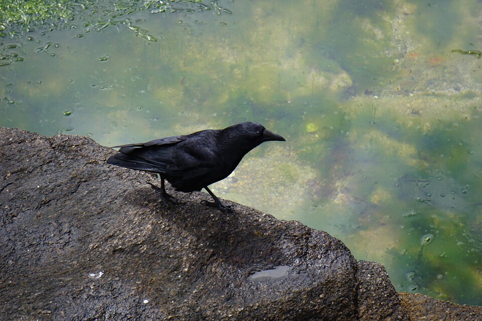 Wild nature fauna wild