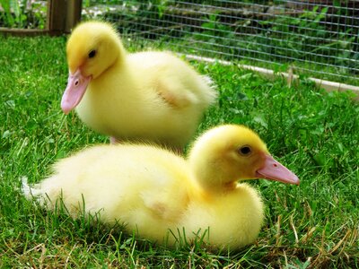 Chicks waterfowl poultry photo