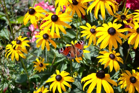 Flower peacock butterfly garden photo