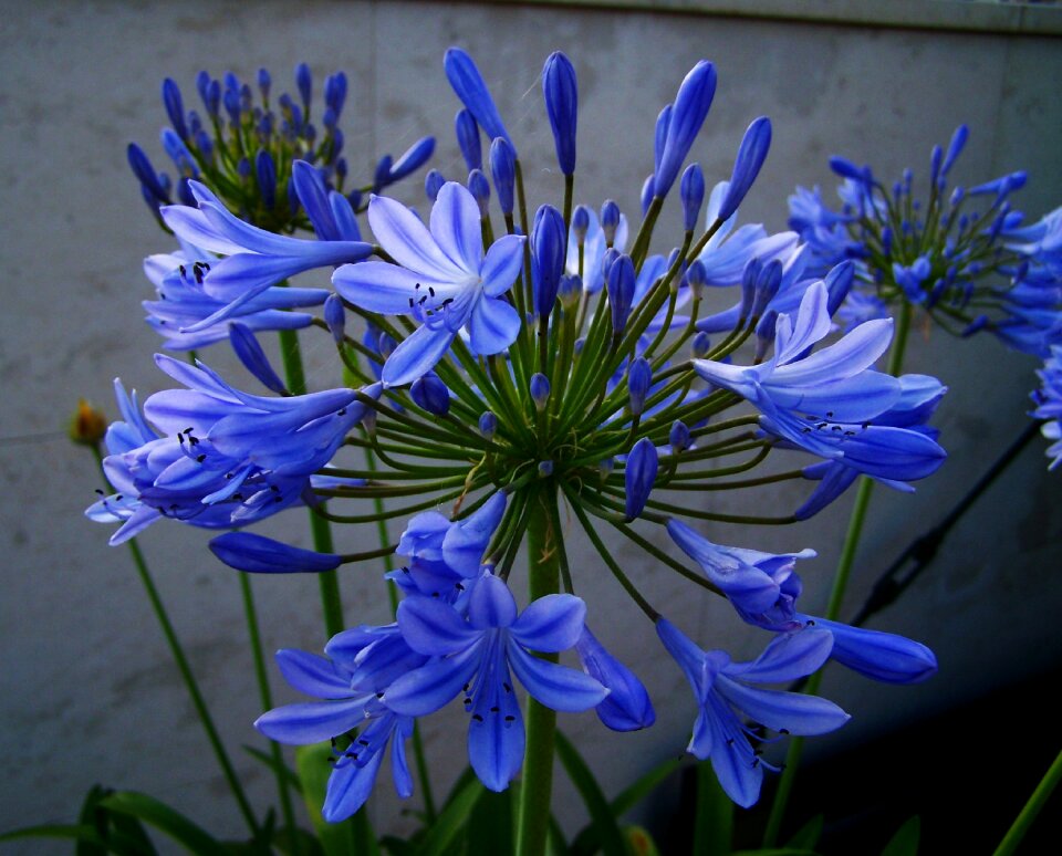 Clívia blue flower summer flower