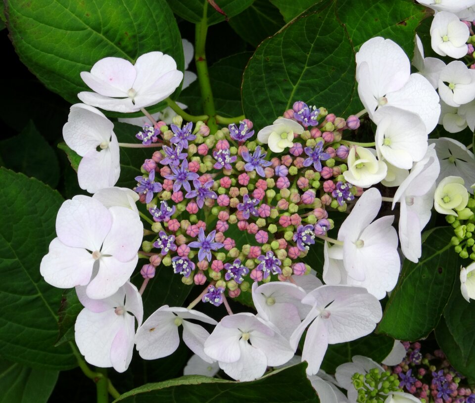 Close up white blue