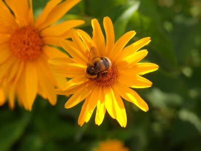 Flower bed bumblebee yellow flowers
