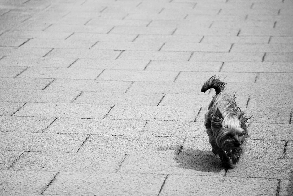 Domestic animal pet doggie