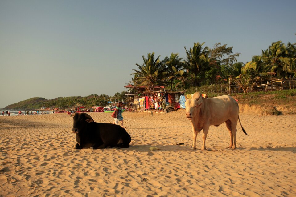 Sandy coast animals india