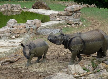 Rhinoceros wild animals horns photo