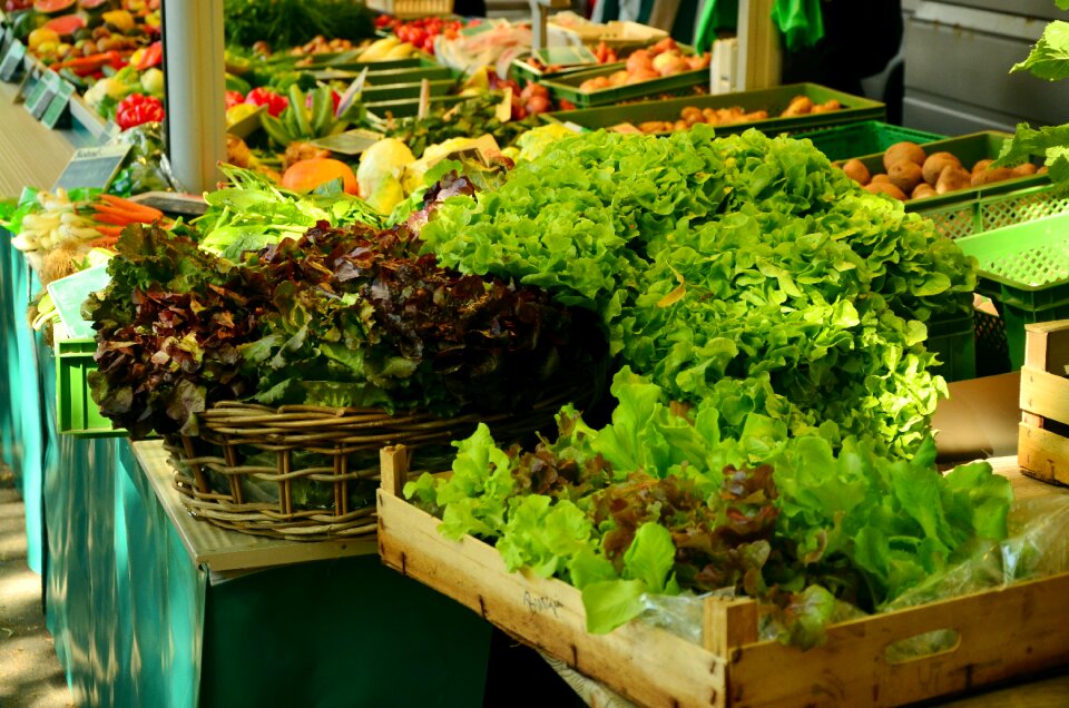 Green salad vegetables fresh