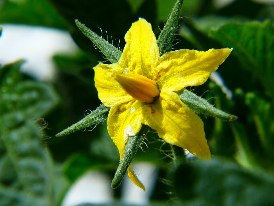Yellow summer garden