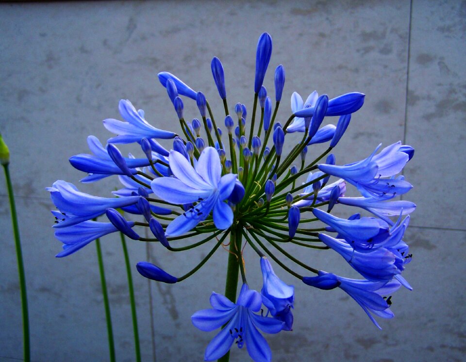 Clívia blue flower flower garden