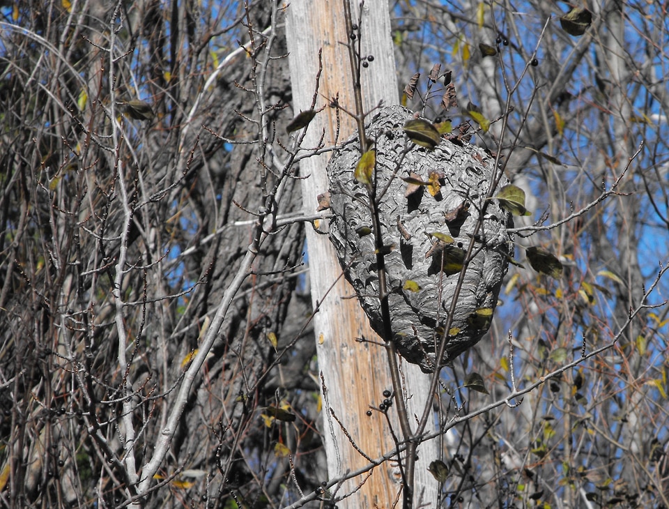 Nest insect wasp nest
