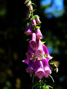 Digitalis purpurea flower wild plant photo