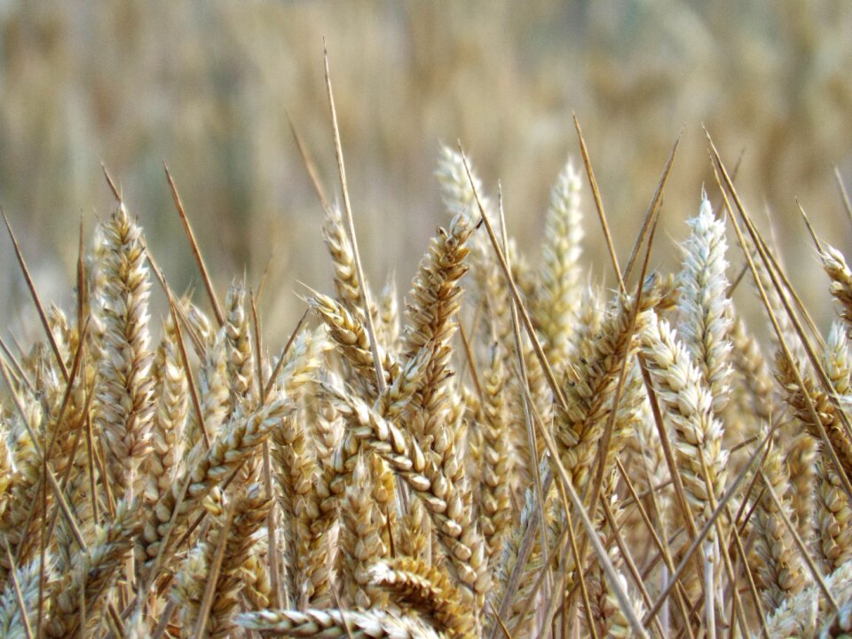 Harvest nature agriculture