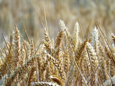 Harvest nature agriculture