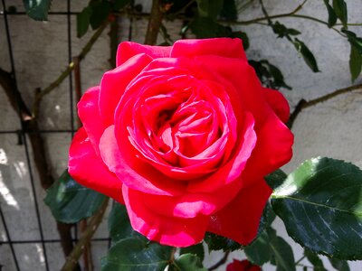 He loved flowers rose rose flower photo