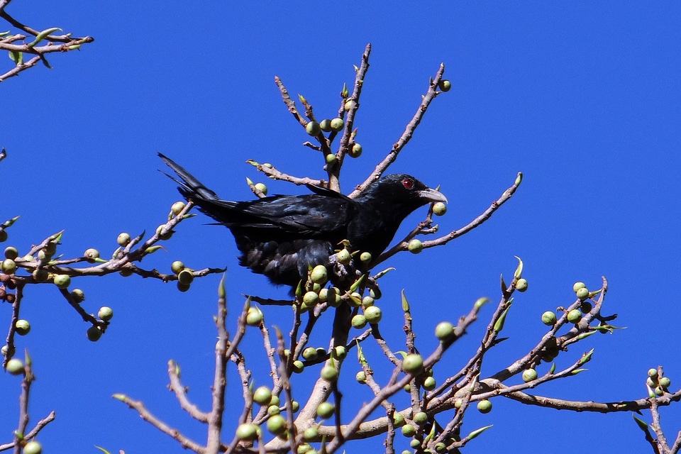 Male cuckoo fig tree photo