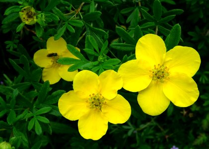 Close up yellow green