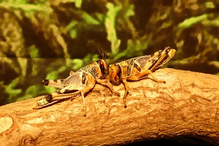 Hoppers cricket wildlife