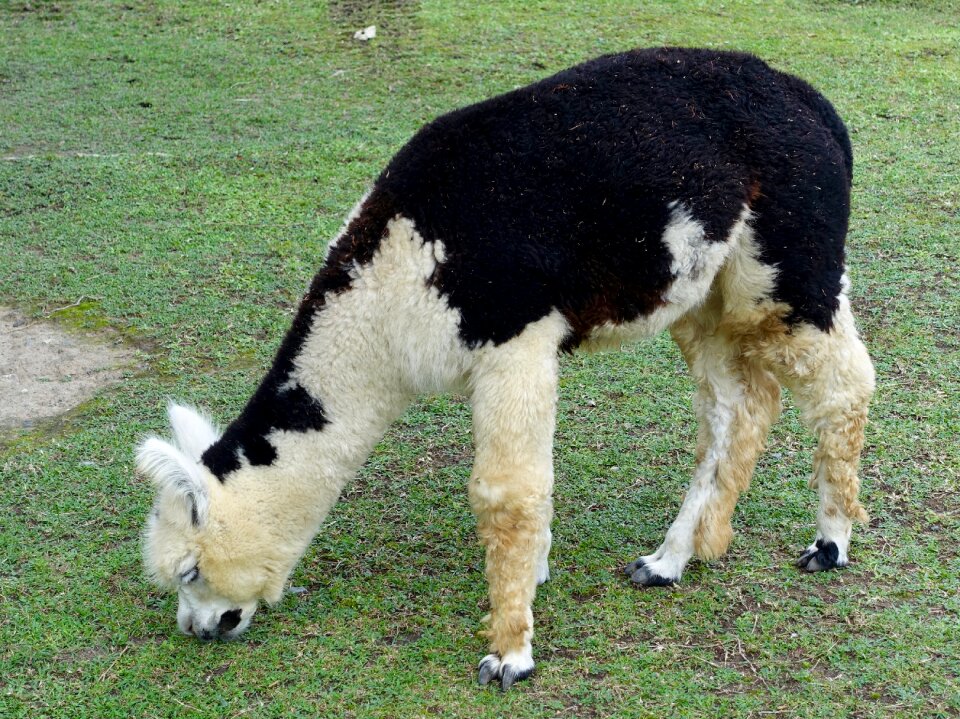 Furry domesticated cashmere
