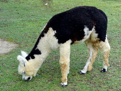 Furry domesticated cashmere