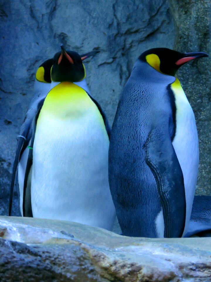 Calgary zoo blue king