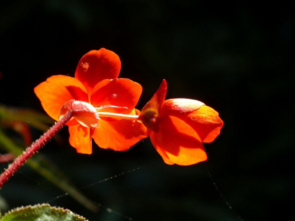 Orange backlighting spinnenfaden
