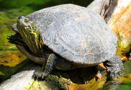 Tortoise shell