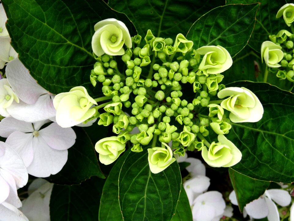 Bouquet close up white