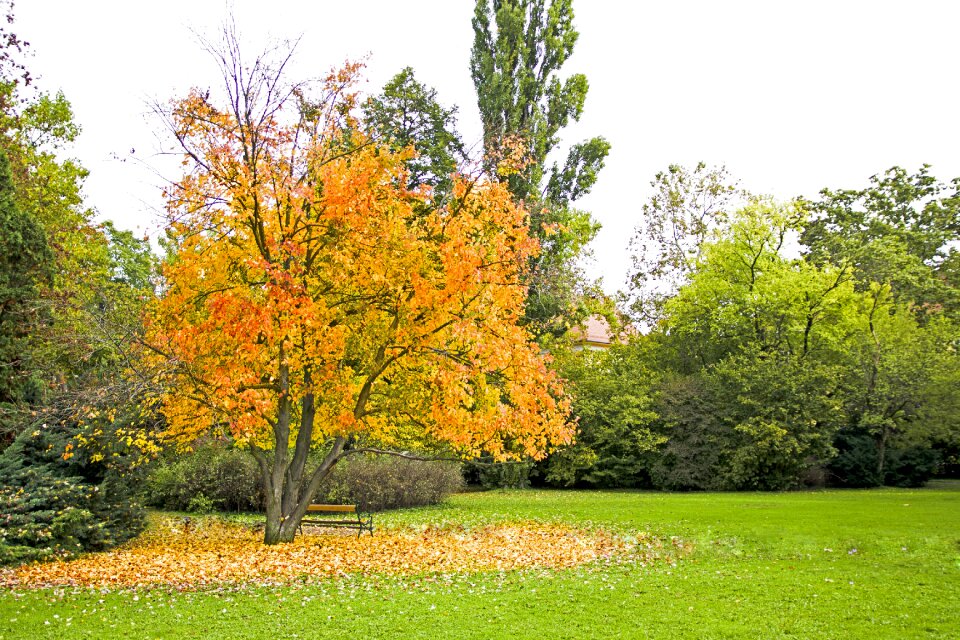 Tree leaves golden autumn