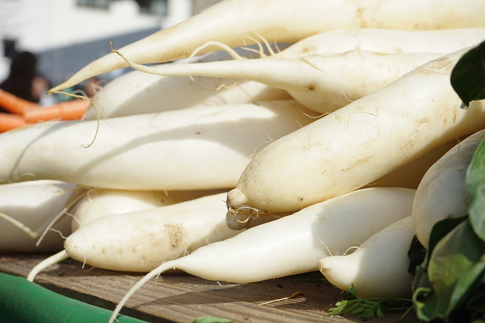 Vegetables radix root