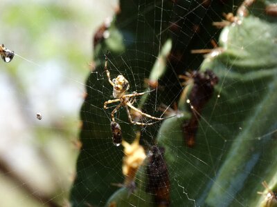 Web arachnid nature photo