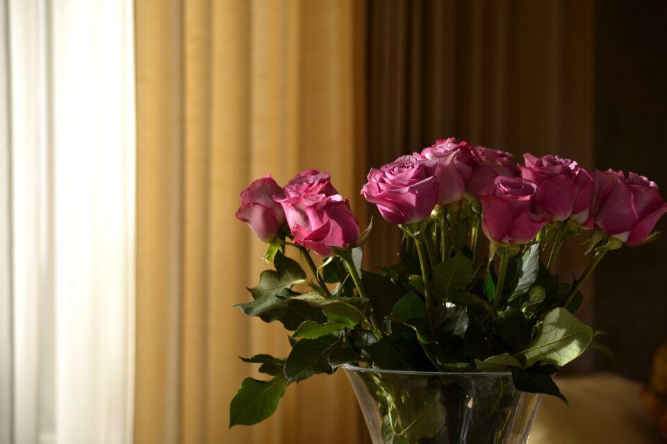Floral petal bloom